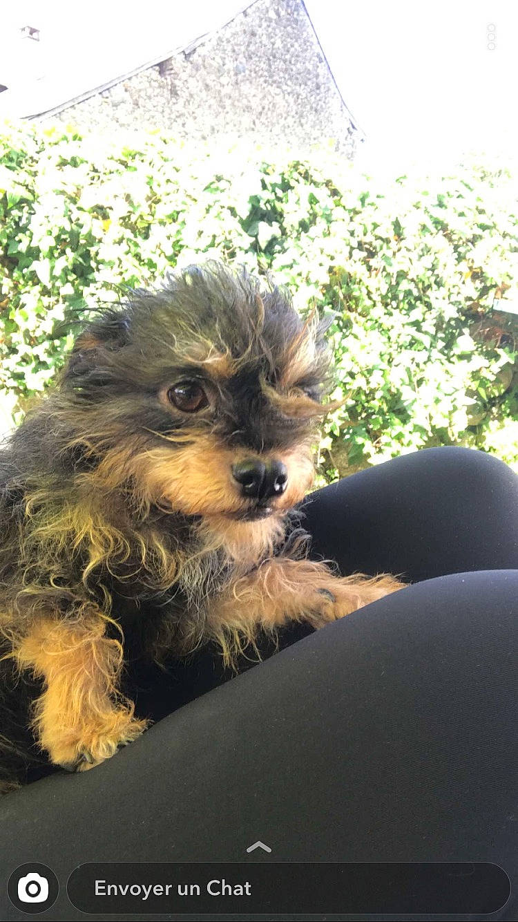 Pupuce a rejoint le concours — aidez-le/la à gagner de superbes lots ! bolonka, cairn_terrier, canidae, carnivore, chinese_imperial_dog, companion_dog, dog, dog_breed, mammal, morkie, norfolk_terrier, norwich_terrier, puppy, rare_breed_dog, schnoodle, small_terrier, terrier, toy_dog, yorkipoo, yorkshire_terrier