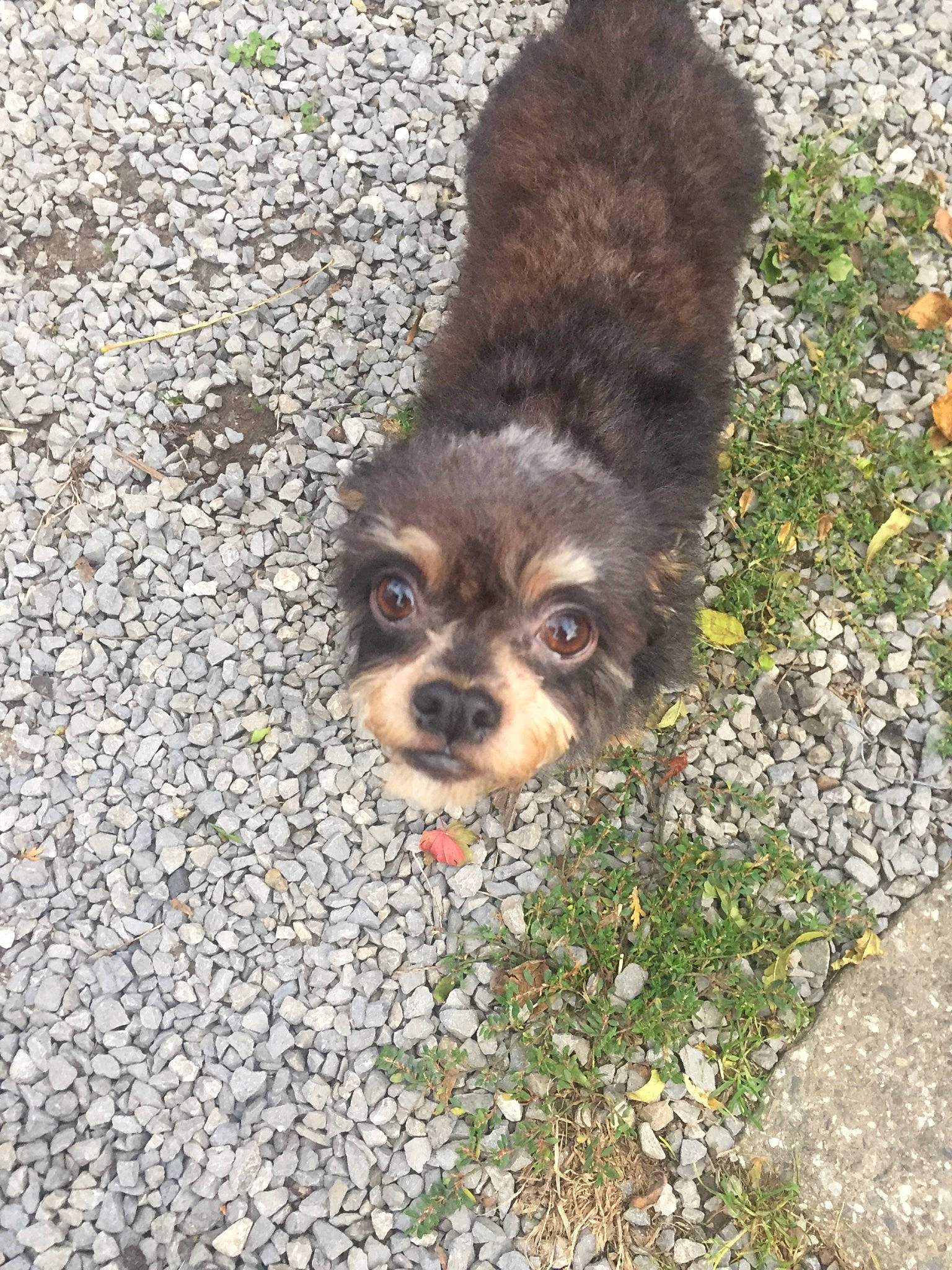 Pupuce participe au concours pour gagner de l'argent avec cette photo : brown, canidae, carnivore, cobblestone, companion_dog, dog, dog_breed, fur, leash, liver, mammal, pebble, puppy, snout, sporting_group, terrestrial_animal, toy_dog, vertebrate, working_animal, working_dog