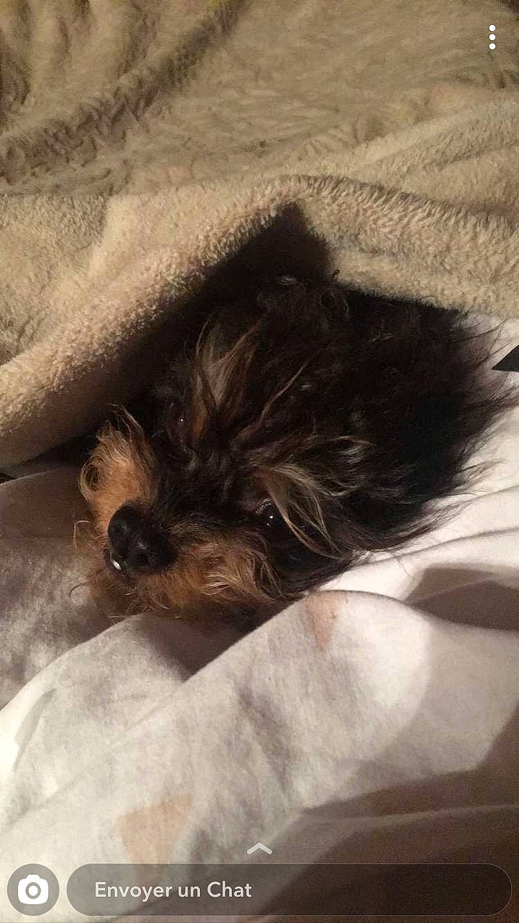 Pupuce participe au concours pour gagner de l'argent avec cette photo : border_terrier, cairn_terrier, canidae, carnivore, companion_dog, dog, dog_breed, ear, morkie, nap, puppy, schnoodle, shih_tzu, sleep, small_terrier, terrier, toy_dog, yorkshire_terrier