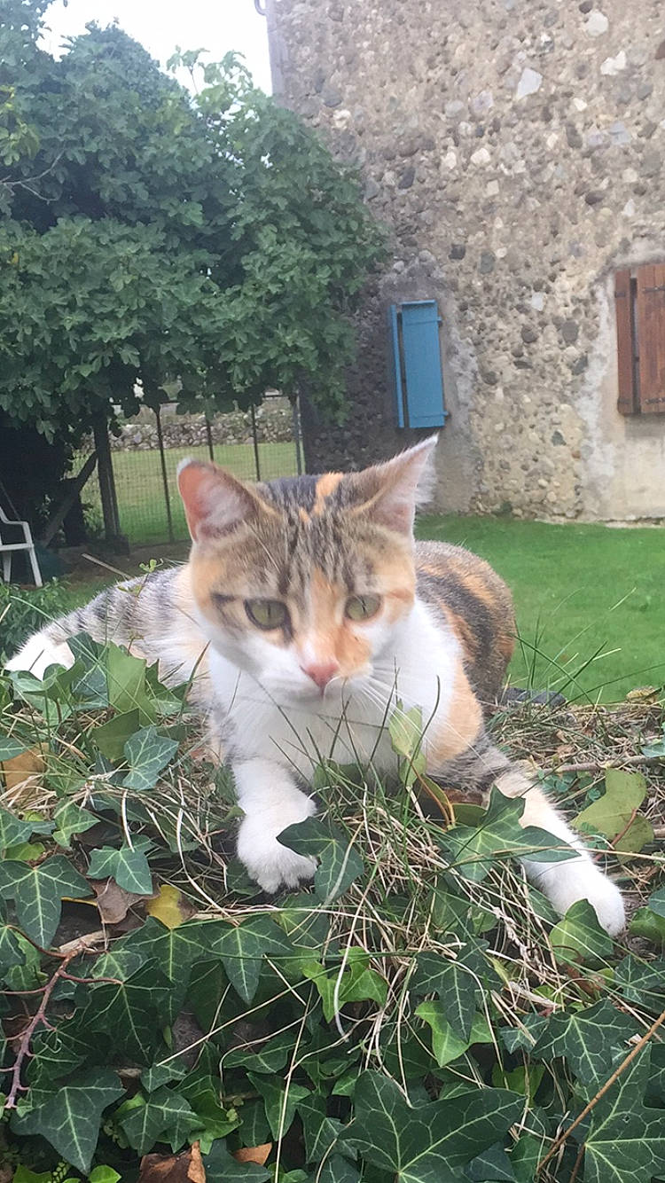 Nouna participe au concours pour gagner de l'argent avec cette photo : aegean_cat, carnivore, cat, domestic_short_haired_cat, european_shorthair, fawn, felidae, grass, kitten, mammal, plant, small_to_medium_sized_cats, tabby_cat, whiskers, wild_cat