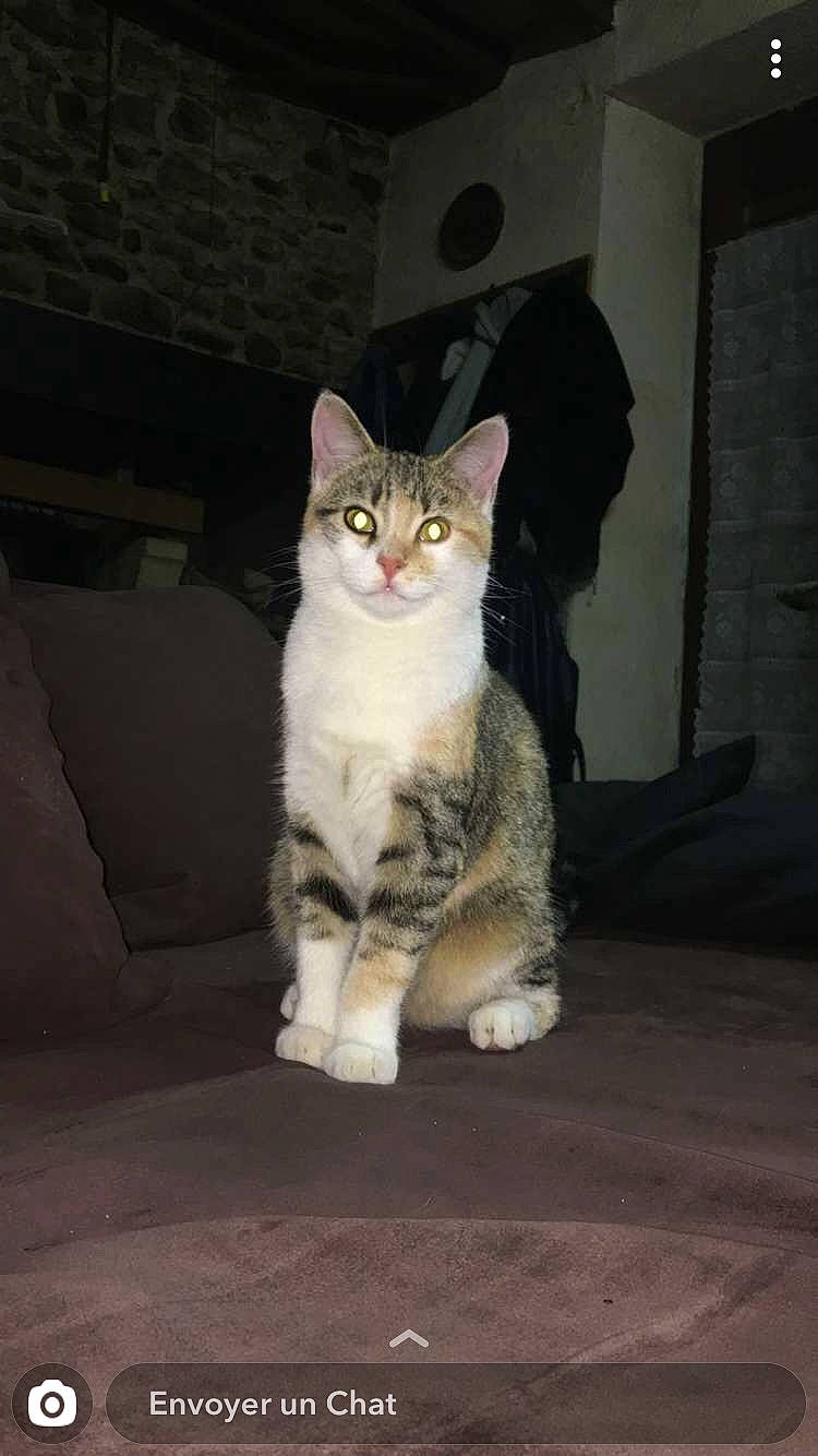 Nouna a rejoint le concours — aidez-le/la à gagner de superbes lots ! aegean_cat, american_shorthair, american_wirehair, asian, british_semi_longhair, california_spangled, carnivore, cat, domestic_short_haired_cat, dragon_li, european_shorthair, eye, felidae, mammal, polydactyl_cat, small_to_medium_sized_cats, snout, tabby_cat, vertebrate, whiskers