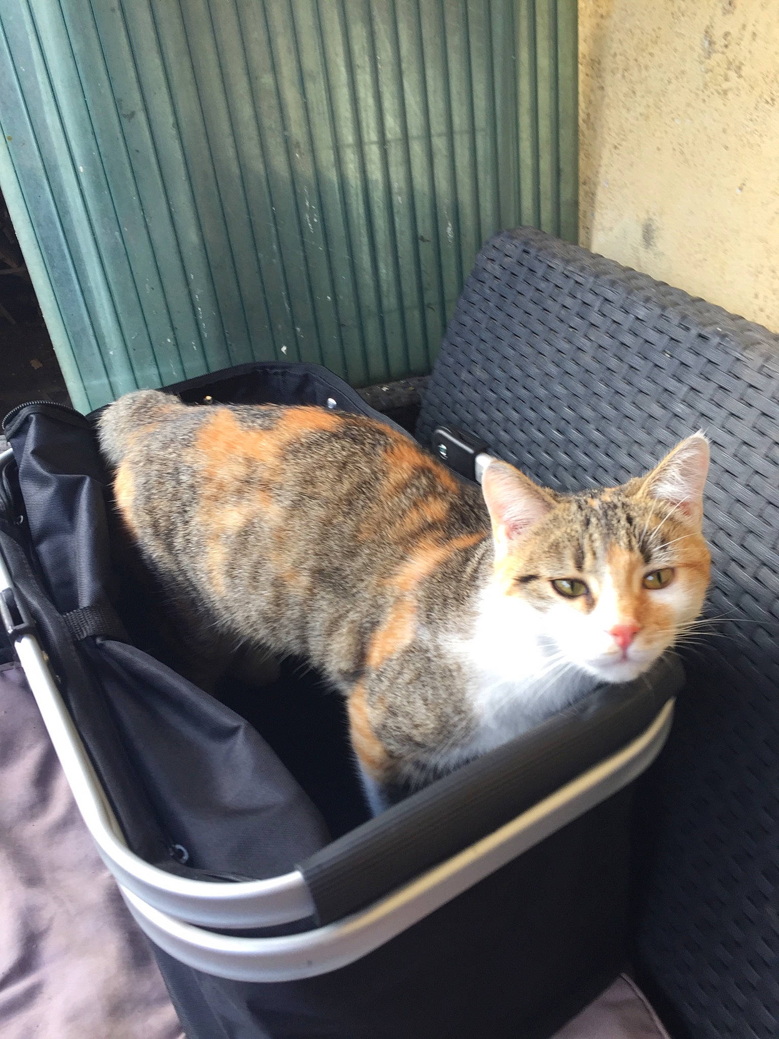 Nouna a rejoint le concours — aidez-le/la à gagner de superbes lots ! aegean_cat, animal_shelter, asian, carnivore, cat, domestic_short_haired_cat, dragon_li, european_shorthair, felidae, german_rex, small_to_medium_sized_cats, tabby_cat, whiskers