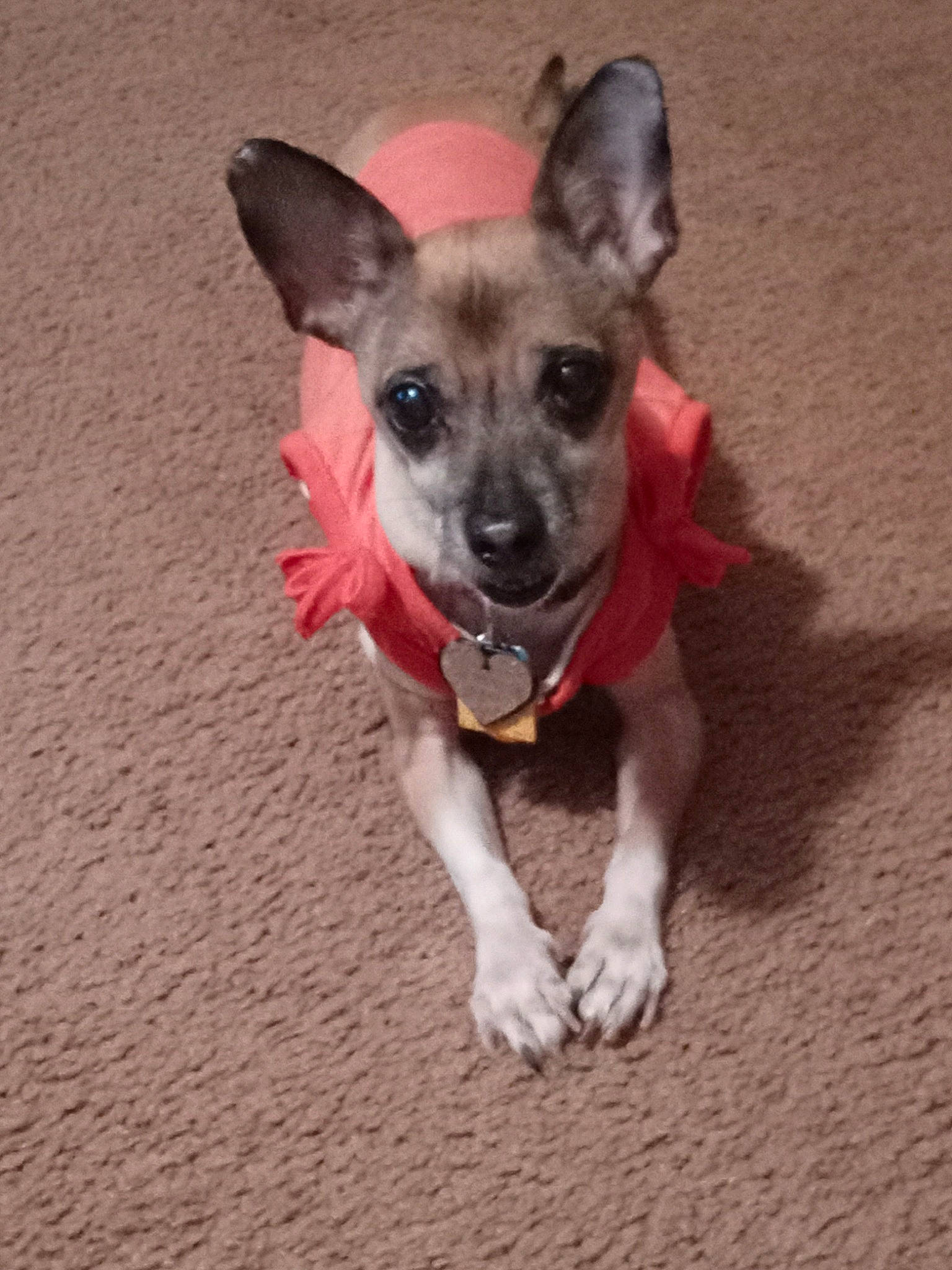 Chichi is registered to the contest to win money with this photo: canidae, carnivore, chihuahua, collar, companion_dog, dog, dog_breed, dog_clothes, dog_supply, fawn, flooring, fur, non_sporting_group, paw, snout, sporting_group, tail, toy_dog, whiskers, working_animal