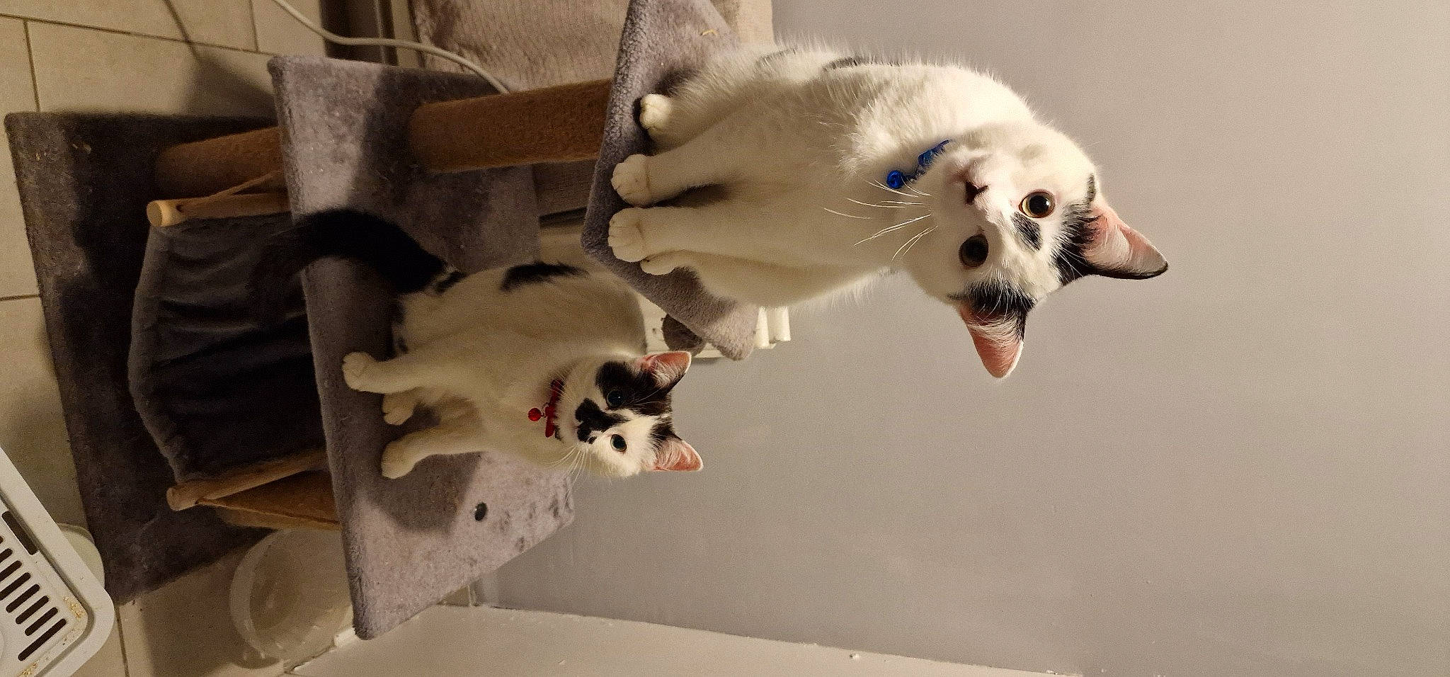 Kai And Lola joined the competition — help win amazing prizes! canidae, carnivore, cat, companion_dog, dog_breed, domestic_short_haired_cat, fang, felidae, fur, mammal, paw, pet_supply, photo_caption, small_to_medium_sized_cats, snout, sporting_group, tail, vertebrate, water, whiskers