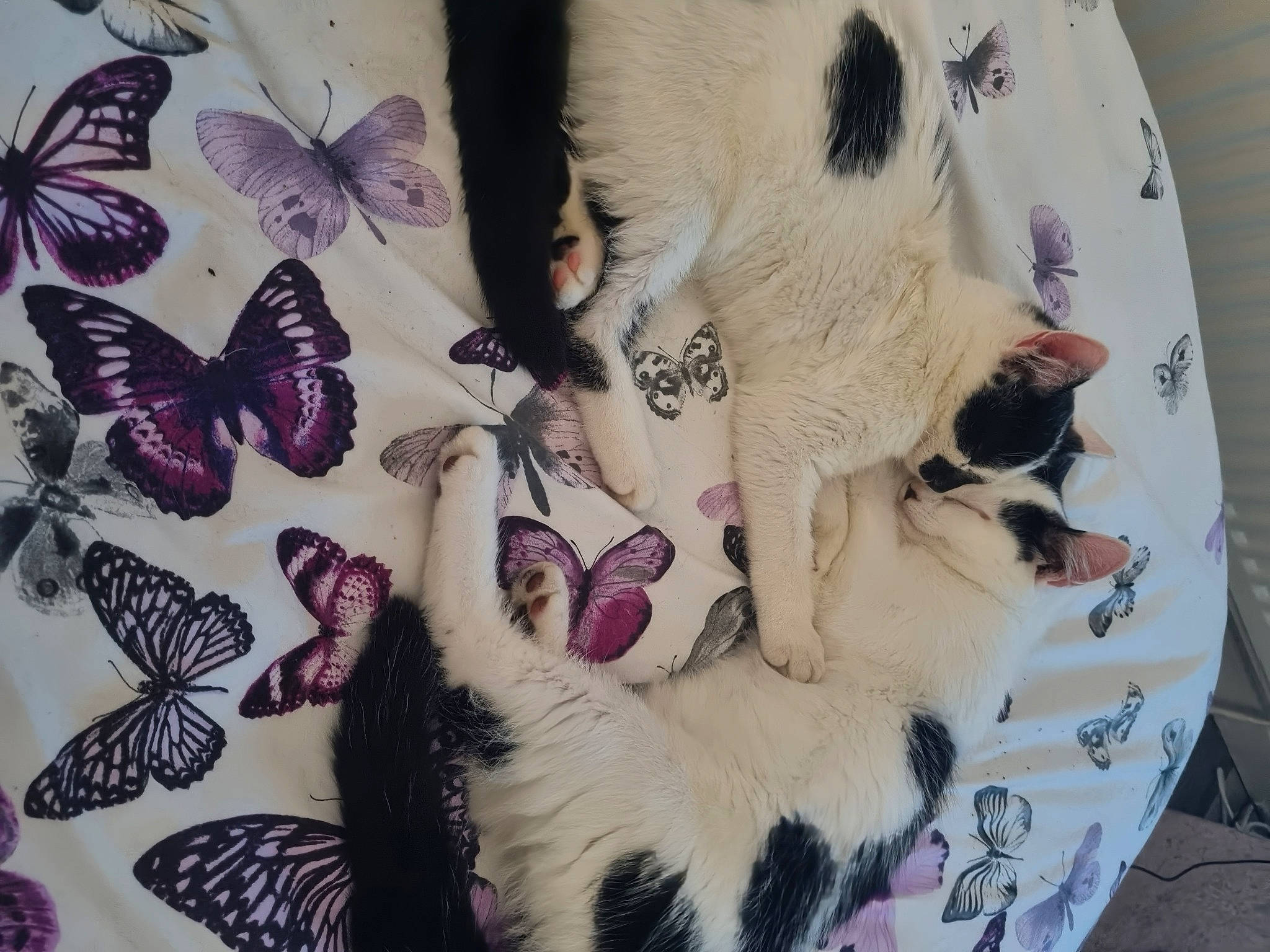 Kai And Lola joined the competition — help win amazing prizes! art, arthropod, butterfly, carnivore, eyelash, fawn, felidae, fur, insect, magenta, moths_and_butterflies, pattern, paw, petal, pink, pollinator, small_to_medium_sized_cats, snout, whiskers, wing