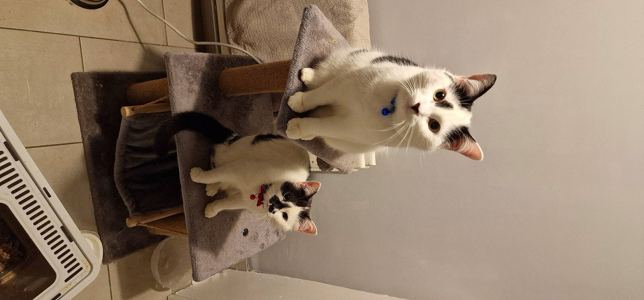 Kai And Lola joined the competition — help win amazing prizes! balinese, canidae, carnivore, cat, collar, companion_dog, dog_breed, domestic_short_haired_cat, fang, fawn, felidae, fur, jaw, paw, small_to_medium_sized_cats, snout, sporting_group, tail, thai, whiskers