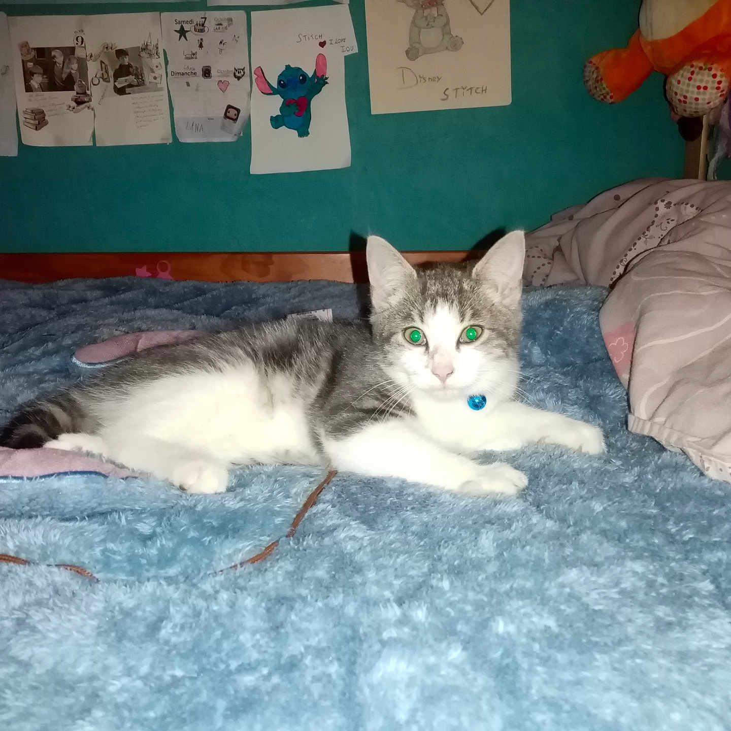 Happy participe au concours pour gagner de l'argent avec cette photo : abyssinian, animal, bed, bedroom, blanket, cat, couch, dormroom, face, furniture, head, homedecor, indoors, kitten, manx, person, pet, quilt, room, toy