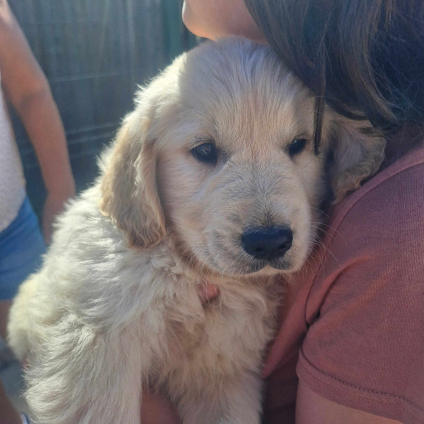 Loki participe au concours pour gagner de l'argent avec cette photo : puppy, dog, golden_retriever, fluffy, pet, animal, person, hug, love, outdoor, fence, soft_light, cute, face, fur, closeup, shoulder, human, portrait, affection