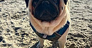 Frank participe au concours pour gagner de l'argent avec cette photo : dog, pug, beach, sand, harness, sunlight, outdoor, pet, animal, canine, closeup, daytime, nature, sea, coast, summer, cute, portrait, fur, looking_up