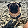 dog, pug, beach, sand, harness, sunlight, outdoor, pet, animal, canine, closeup, daytime, nature, sea, coast, summer, cute, portrait, fur, looking_up