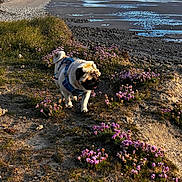 Frank a rejoint le concours — aidez-le/la à gagner de superbes lots ! dog, pug, blue_harness, flowers, cliffside, beach, rocks, grass, sunlight, coast, sea, sky, distant_buildings, nature, outdoor, walking, pet, scenic, landscape, summer