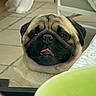 Frank participe au concours pour gagner de l'argent avec cette photo : dog, pug, tongue_out, indoor, table, bowl, floor, tile_floor, pet, animal, cute, face, expression, furniture, chair, curtain, home, domestic, looking_up, tongue