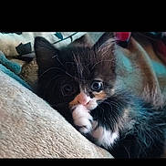 Luci-Bell joined the competition — help win amazing prizes! kitten, cat, feline, cute, fluffy, pet, animal, young, soft, cozy, blanket, indoor, whiskers, paw, curious, resting, closeup, fur, small, adorable