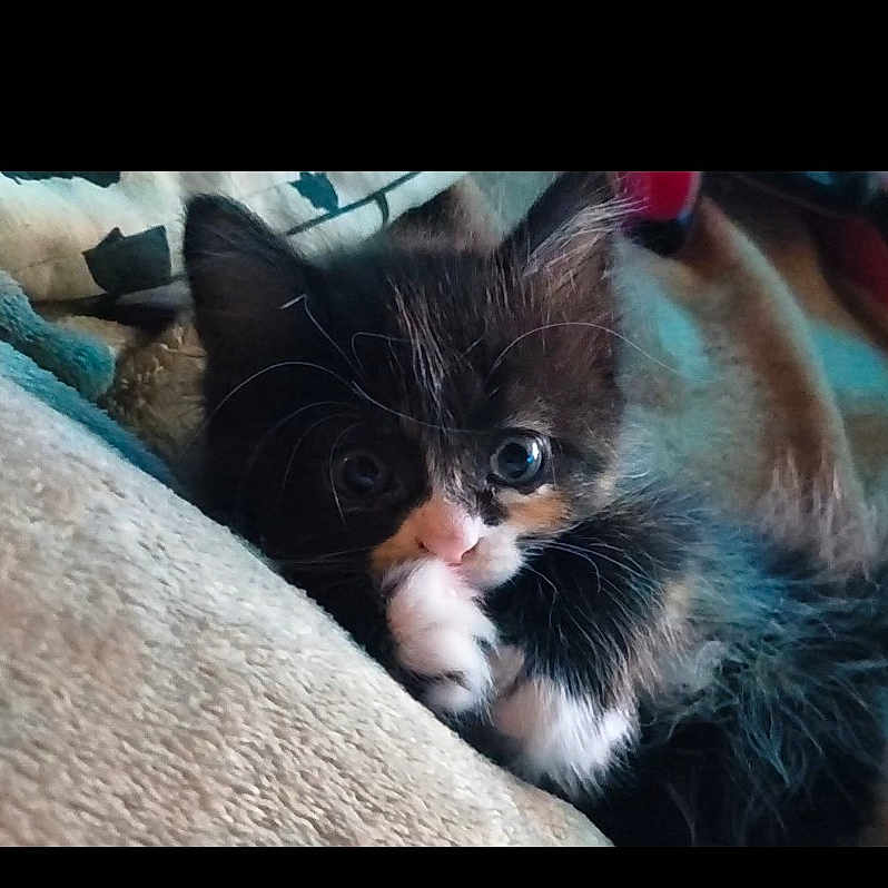 Luci-Bell joined the competition — help win amazing prizes! adorable, animal, blanket, cat, closeup, cozy, curious, cute, feline, fluffy, fur, indoor, kitten, paw, pet, resting, small, soft, whiskers, young