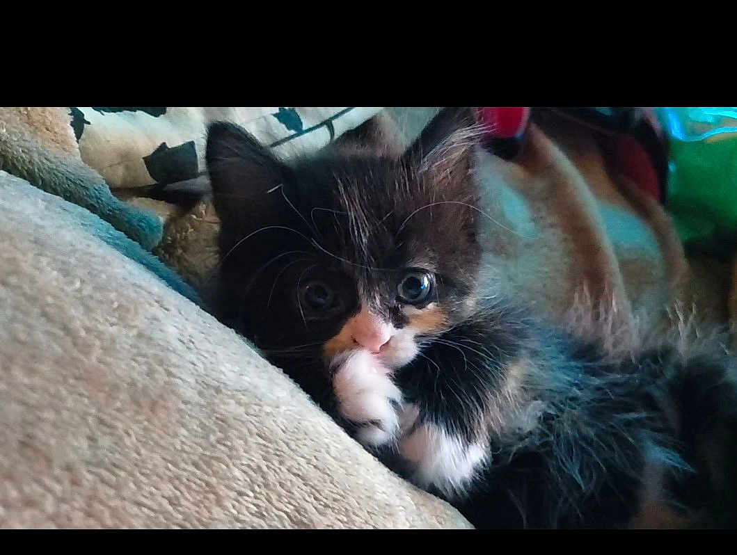 Luci-Bell joined the competition — help win amazing prizes! kitten, cat, feline, cute, fluffy, pet, animal, young, soft, cozy, blanket, indoor, whiskers, paw, curious, resting, closeup, fur, small, adorable