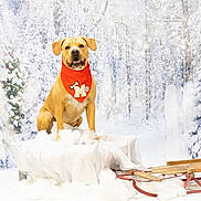 Milo is registered to the contest to win money with this photo: adult, animal, bride, canine, dog, female, goldenretriever, labradorretriever, nature, outdoors, person, pet, plant, sled, snow, tree, wedding, whitedog, winter, woman