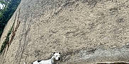 Tahïrah a rejoint le concours — aidez-le/la à gagner de superbes lots ! dog, white_dog, black_spot, chain_collar, standing, textured_wall, stucco_wall, rocky_ground, dirt, grass, outdoor, ivy, cloudy_sky, low_angle, alert_posture, pet, canine, muzzle, paws, ruin_wall