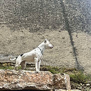 Tahïrah participe au concours pour gagner de l'argent avec cette photo : dog, white_dog, standing, rocks, stone_wall, concrete_wall, outdoors, collar, chain_collar, profile, alert, muzzle, grass, rocky, paw, side_view, vigilant, portrait, texture, stone