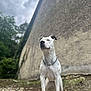 Tahïrah a rejoint le concours — aidez-le/la à gagner de superbes lots ! dog, white_dog, pitbull, pet, canine, chain_collar, standing, portrait, low_angle, outdoors, wall, cloudy_sky, rock, paws, attentive, muscular, blurred_background, grass, muzzle, texture