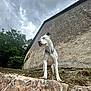 Tahïrah participe au concours pour gagner de l'argent avec cette photo : dog, white_dog, pet, animal, rock, stone, wall, cloudy_sky, overcast, outdoor, trees, chain_collar, building, masonry, low_angle, standing, paws, portrait, nature, dramatic_sky