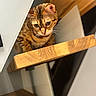 bengal_cat, brown, cat, close_up, curious, eyes, feline, home_interior, indoor, paws, pet, portrait, reflection, shallow_depth_of_field, shelf, staircase, tabby, texture, whiskers, wooden_step