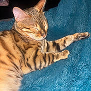 Maya participe au concours pour gagner de l'argent avec cette photo : cat, bengal_cat, pet, sleeping, cozy, blanket, fur, stripes, whiskers, paw, indoor, closeup, portrait, resting, domestic_animal, feline, nap, bedding, texture, sleepy