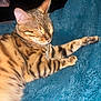 cat, bengal_cat, pet, sleeping, cozy, blanket, fur, stripes, whiskers, paw, indoor, closeup, portrait, resting, domestic_animal, feline, nap, bedding, texture, sleepy