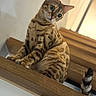 Maya a rejoint le concours — aidez-le/la à gagner de superbes lots ! bengal_cat, cat, close_up, curious, domestic_animal, feline, green_eyes, indoor, looking_down, paws, pet, portrait, shallow_depth_of_field, soft_lighting, spotted_coat, stairs, tabby, tail, whiskers, wooden_stairs