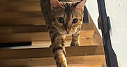 Maya a rejoint le concours — aidez-le/la à gagner de superbes lots ! blurred_background, cat, climbing, curious, cute, depth_of_field, feline, green_eyes, home_interior, indoor, paw, pet, portrait, railings, staircase, tabby_cat, vertical_photo, whiskers, wood, wooden_stairs