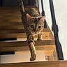blurred_background, cat, climbing, curious, cute, depth_of_field, feline, green_eyes, home_interior, indoor, paw, pet, portrait, railings, staircase, tabby_cat, vertical_photo, whiskers, wood, wooden_stairs