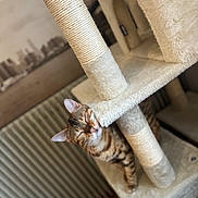 Maya a rejoint le concours — aidez-le/la à gagner de superbes lots ! bengal_like, cat, cat_tree, closed_eyes, cozy, ears, home, indoor, kitten, pet, plush_texture, radiator, scratching_post, sisal_rope, sleepy, striped_cat, tilted_angle, toy_mouse, vertical_composition, whiskers