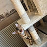 bengal_like, cat, cat_tree, closed_eyes, cozy, ears, home, indoor, kitten, pet, plush_texture, radiator, scratching_post, sisal_rope, sleepy, striped_cat, tilted_angle, toy_mouse, vertical_composition, whiskers