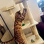 Maya a rejoint le concours — aidez-le/la à gagner de superbes lots ! cat, bengal_cat, cat_tree, scratching_post, toy, indoor, pet, furniture, radiator, window, sunlight, playful, stretching, paw, fur, spots, climbing, vertical, cozy, living_room