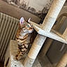 Maya participe au concours pour gagner de l'argent avec cette photo : bengal_cat, cat, cat_tree, close_up, curious, ears, feline, fur, gaze, green_eyes, home_interior, indoor, pet, platform, portrait, scratching_post, soft_texture, stripes, vertical_composition, whiskers