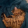 Maya a rejoint le concours — aidez-le/la à gagner de superbes lots ! cat, bengal_cat, sleeping_cat, blanket, teal_blanket, cozy, pet, fur, spots, curled_up, indoor, floral_pillow, nap, whiskers, paw, tail, tabby, bedding, domestic_animal, resting