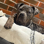 Akirah a rejoint le concours — aidez-le/la à gagner de superbes lots ! animal, bond, brick_wall, brindle_dog, canine, chain_collar, close_up, companion, dog, domestic_animal, friendship, fur, indoor, mammal, paw, pet, portrait, relaxation, resting, white_dog