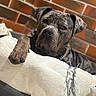 animal, bond, brick_wall, brindle_dog, canine, chain_collar, close_up, companion, dog, domestic_animal, friendship, fur, indoor, mammal, paw, pet, portrait, relaxation, resting, white_dog