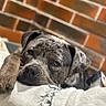 animal, brick_wall, canine, chain, close_up, collar, companion, cute, dog, friendship, fur, indoor, laying_down, napping, pets, portrait, relaxed, resting, speckled, white_dog