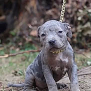 Akirah participe au concours pour gagner de l'argent avec cette photo : dog, puppy, pitbull, sitting, leash, chain, collar, outdoor, grass, portrait, pet, young, cute, canine, muzzle, ear, paw, nature, shallow_depth_of_field, close_up
