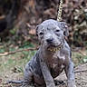 Akirah participe au concours pour gagner de l'argent avec cette photo : canine, chain, close_up, collar, cute, dog, ear, grass, leash, muzzle, nature, outdoor, paw, pet, pitbull, portrait, puppy, shallow_depth_of_field, sitting, young