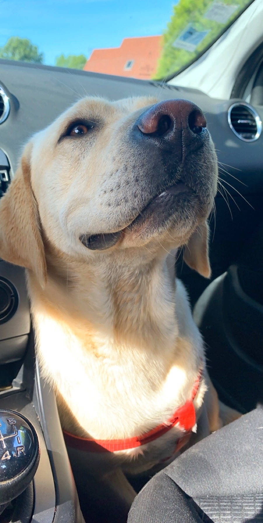 Paddy participe au concours pour gagner de l'argent avec cette photo : beagador, canidae, carnivore, companion_dog, dog, dog_breed, fawn, golden_retriever, labrador_retriever, mammal, photography, rare_breed_dog, retriever, snout, sporting_group, vertebrate, whiskers