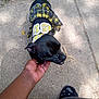 Pepper Anne joined the competition — help win amazing prizes! dog, black_dog, pet, outdoor, concrete, path, plaid_clothing, yellow, black, hand, person, footwear, slippers, grass, shadow, daylight, animal, cute, affection, scratching