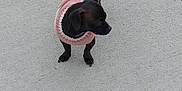Pepper Anne is registered to the contest to win money with this photo: dog, small_dog, black_dog, pet, animal, sweater, clothing, pink, white, striped, sidewalk, concrete, outdoor, curious, standing, alone, daylight, canine, cute, warm_clothing