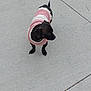 dog, small_dog, black_dog, pet, animal, sweater, clothing, pink, white, striped, sidewalk, concrete, outdoor, curious, standing, alone, daylight, canine, cute, warm_clothing