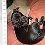 Pepper Anne is registered to the contest to win money with this photo: dog, black_dog, tan_dog, blanket, indoor, pet, animal, resting, cute, cozy, companion, fur, sleeping, laying_down, domestic_animal, friendship, close_up, two_animals, bed, relaxation