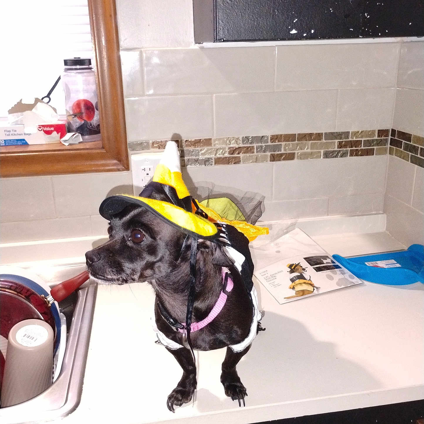 Pepper Anne is registered to the contest to win money with this photo: animal, black_dog, clothing, costume, countertop, cute, dog, domestic, funny, household_items, indoor, kitchen, looking_away, pet, pink_collar, sink, small_dog, tile_wall, window, witch_hat