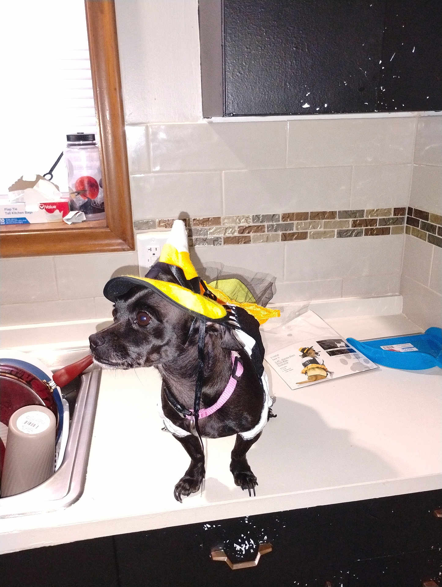 Pepper Anne is registered to the contest to win money with this photo: dog, black_dog, costume, witch_hat, kitchen, countertop, sink, window, tile_wall, small_dog, pet, domestic, animal, indoor, looking_away, cute, funny, clothing, household_items, pink_collar