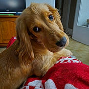 Cannelle participe au concours pour gagner de l'argent avec cette photo : animal, blanket, close_up, companion, cozy, curious, dog, domestic, floor, fur, golden_retriever, home, indoor, looking_back, pet, red_blanket, relaxed, soft_texture, television, wooden_furniture