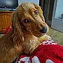 animal, blanket, close_up, companion, cozy, curious, dog, domestic, floor, fur, golden_retriever, home, indoor, looking_back, pet, red_blanket, relaxed, soft_texture, television, wooden_furniture