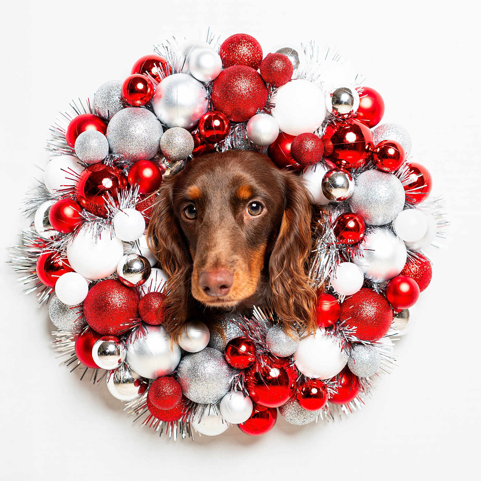 Oliver joined the competition — help win amazing prizes! animal, background, celebration, christmas, closeup, cute, decor, dog, face, festive, head, holiday, ornaments, pet, portrait, red, silver, studio, white, wreath